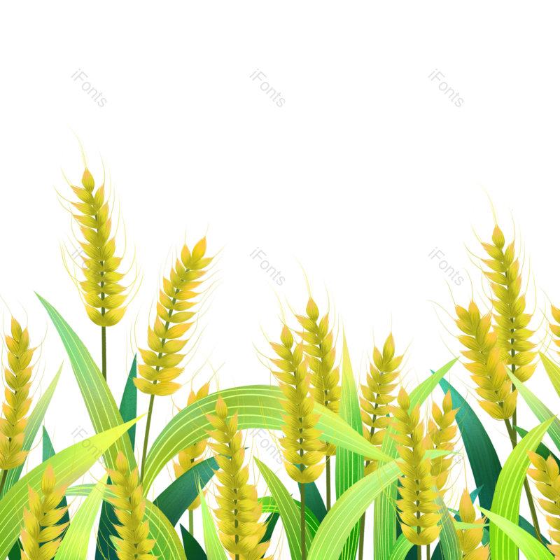 芒种图片,小满元素,秋天PNG,麦子免抠素材